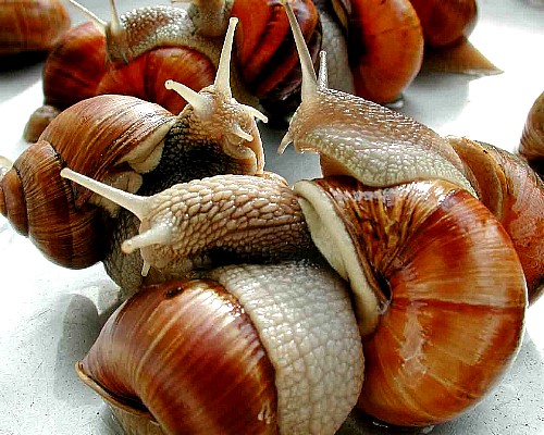 Paris Snails